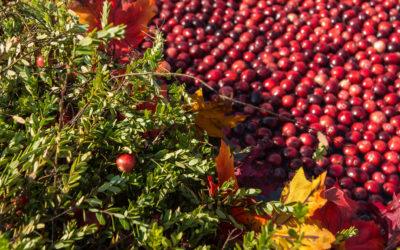 Heap on the Cranberry Sauce this Thanksgiving: The Bogs are Booming