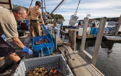 Food Movers: Chasing Maine Lobsters